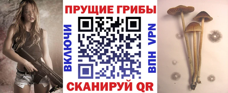 hydra сайт  Щигры  Псилоцибиновые грибы Magic Shrooms 